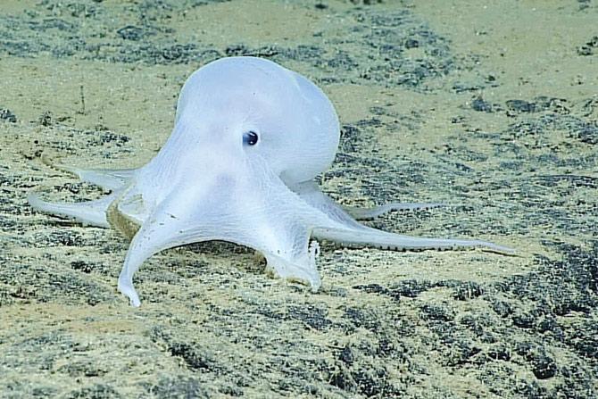 Meet Casper, the translucent octopus