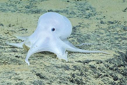 Meet Casper, the translucent octopus