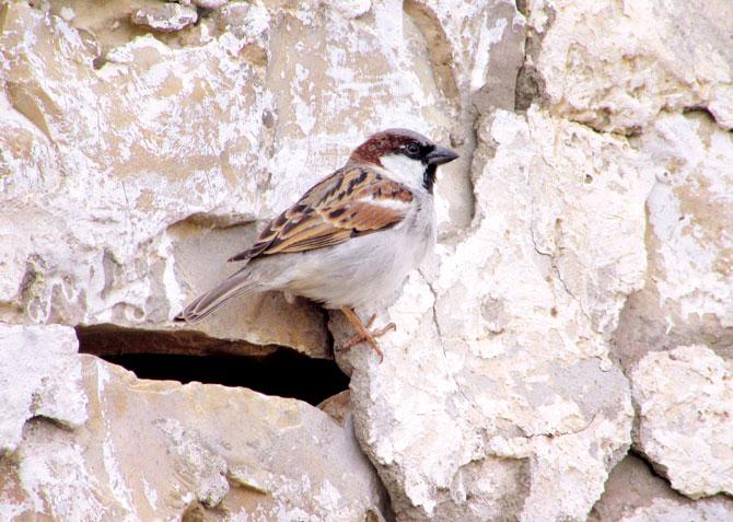 The house sparrow (Passer domesticus). Pic Courtesy/BNHS