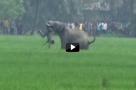 Caught on camera: Farmer trampled to death by elephant in Bengal