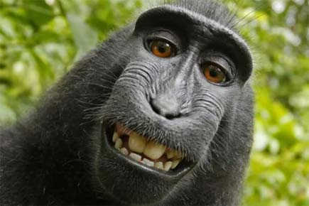 Naruto, the macaque monkey files appeal to claim selfie