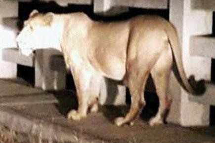 Gujarat: Lioness hops on bridge, halts traffic