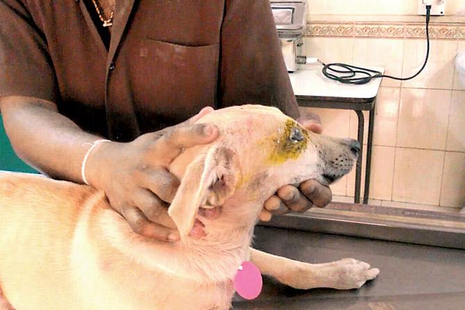 The complainant Mahavir Yadav said the dog used to sleep outside his home. The dog will be discharged from the hospital in a few days