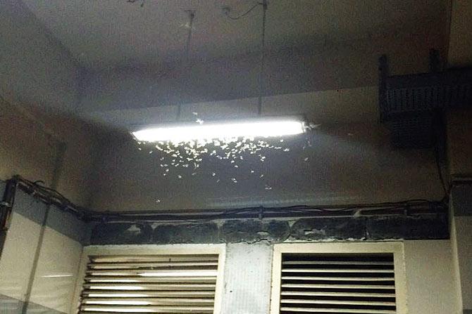 That sick feeling: The casualty ward of Nair Hospital lies abandoned as swarms of insects take over the lights