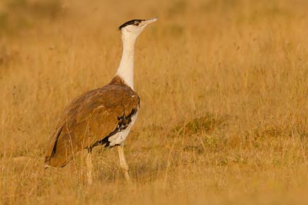 Tracking the Great Indian Bustard in Maharashtra