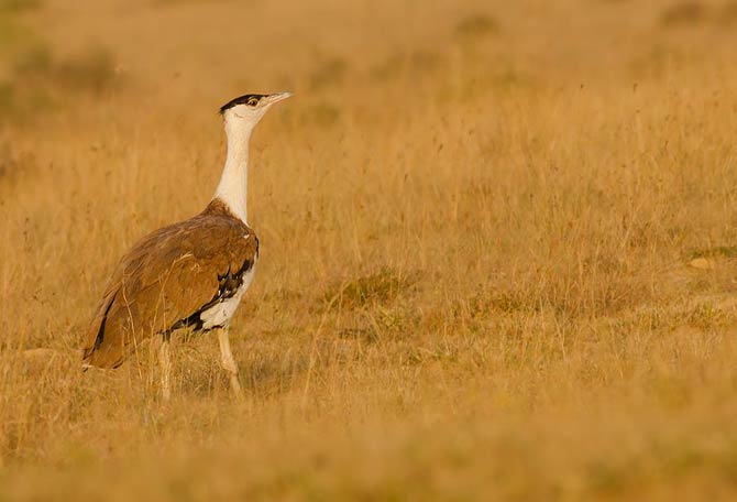 The Great Indian Bustard, the heaviest of flying birds