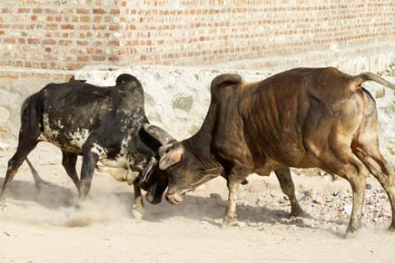 Goa restates its stand on banning bull fights