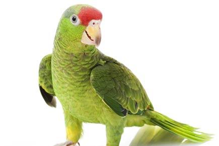 Parrots are just as smart as apes: Study