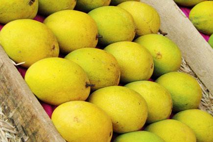 Who named the Alphonso mango?