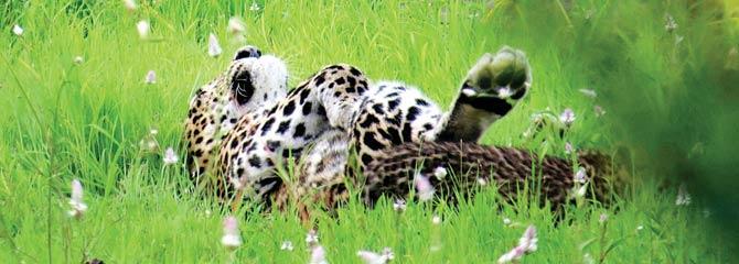 Chandni the leopard was spotted frolicking with her cub (circled) in the Aarey grasslands in August last year