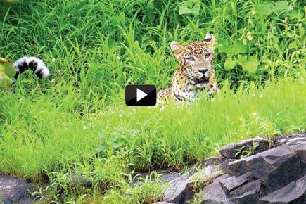Mumbai: 6-year-old leopard is first poaching victim in Aarey Colony