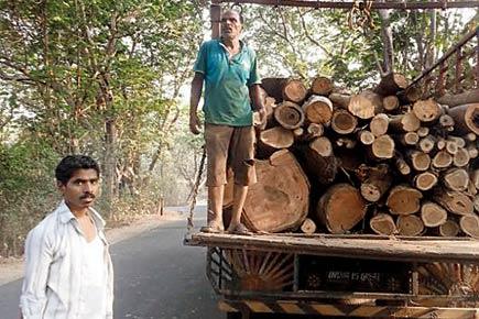 Mumbai: Contractor chopping healthy trees alongside deadwood, allege Aarey residents