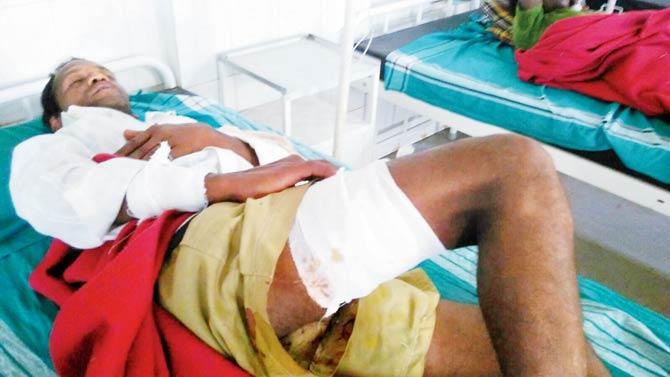 The big cat attacked Dadu Digha while he was working in his field