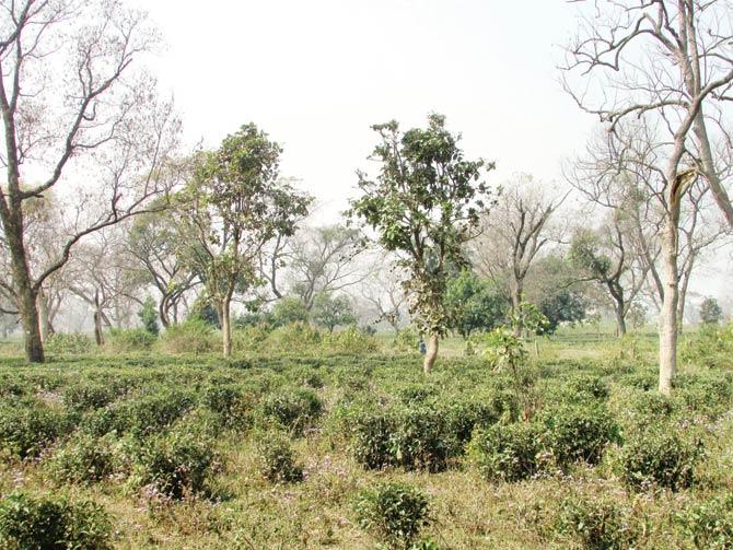 Citizens of Dehradun have been fighting to save an over-1,000-acre tea garden in the heart of town, where tea had first arrived in India. The government had proposed to build a ‘smart city’ there instead