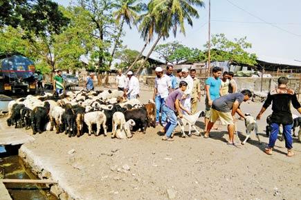 Mumbai: Toxic fumes at Deonar abattoir get suppliers' goat