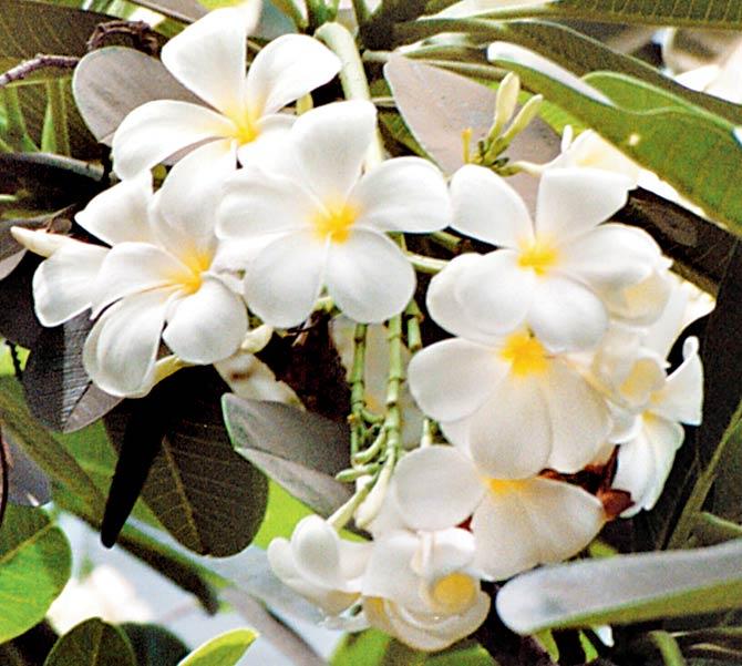 It is the season when the frangipani blooms and transcends. Like it, the quest for transcendence must drive us