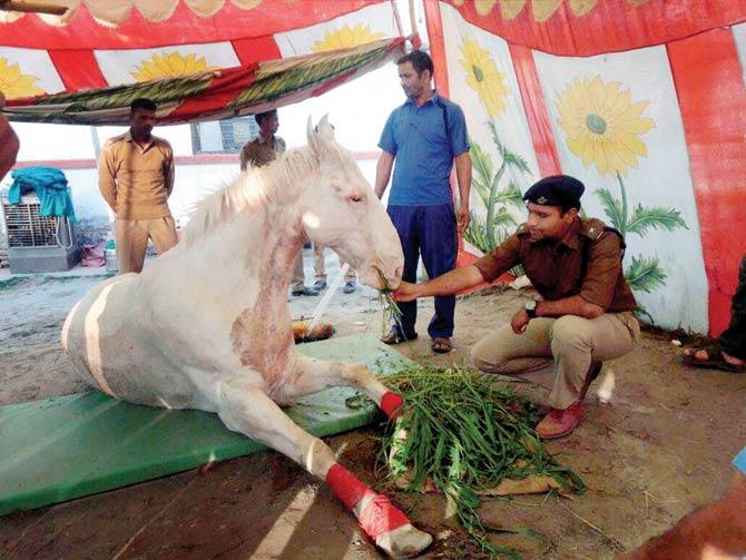 A policeman feeds the horse injured when BJP legislator Ganesh Joshi attacked it. Pic/PTI