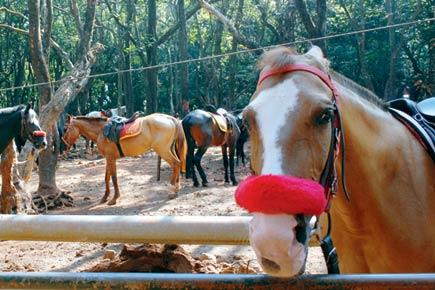 Month after woman died in Matheran, horse injures 54-year-old 