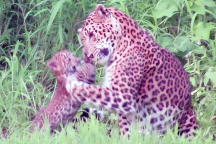 Watch adorable leopard cub playing with his mother