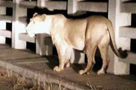 Speeding vehicle runs over lioness in Gujarat