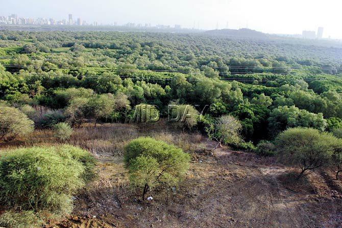 The area near the MHADA Colony is full of mangroves. Pics/Ajinkya Sawant
