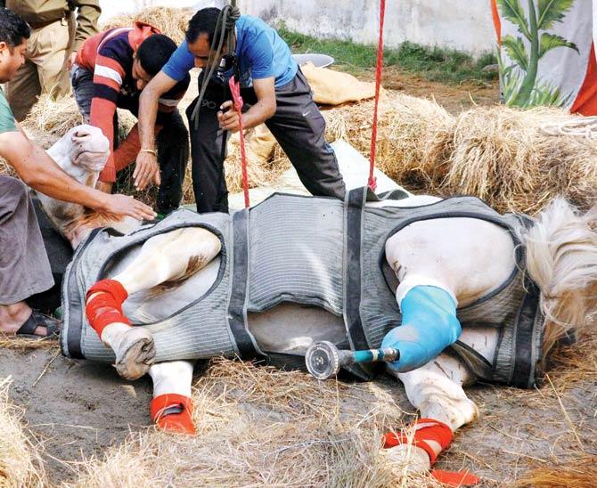 Shaktiman’s amputated leg was replaced with a prosthetic. Pic/PTI