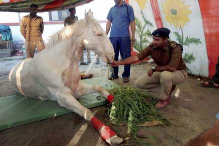BJP worker arrested in Shaktiman attack, horse to be amputated
