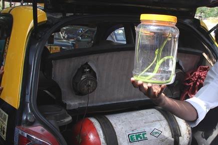mid-day photographer rescues snake in Parel