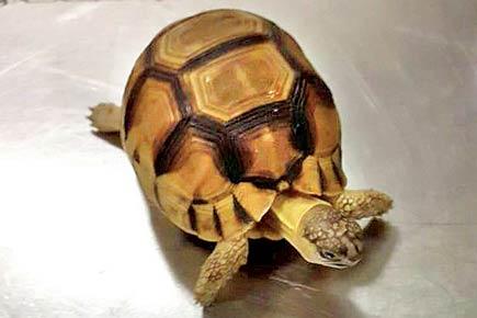 Mumbai: Wildlife Crime Control Bureau to examine Angonoka tortoises
