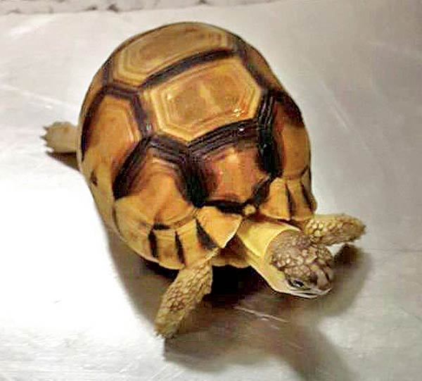 One of the seven critically endangered Angonoka tortoises