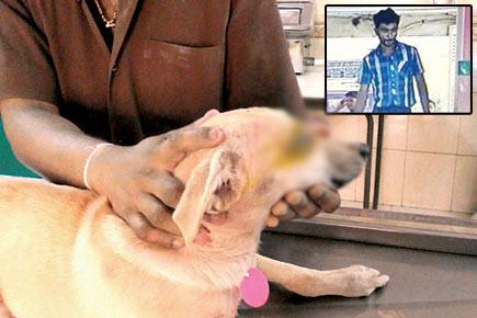 Mumbai: Sweeper held for blinding dog with broom