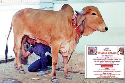 700 guests will bless this bovine wedding in Gujarat