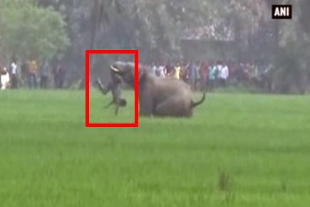 Caught on camera: Elephant tramples man to death