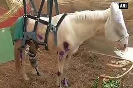 Injured police horse Shaktimaan recovering says Doctor