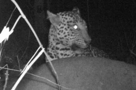 Leopard sighted at Karnala bird sanctuary for first time in a decade