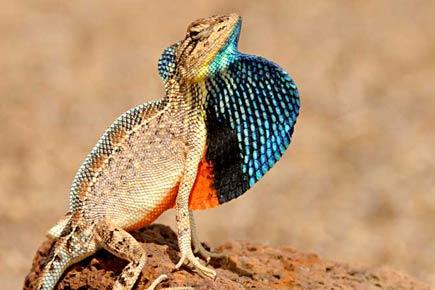 Five new species of fan-throated lizards discovered in India
