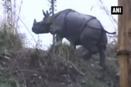 Rhinos in Assam's Kaziranga sanctuary being shifted to safer habitats