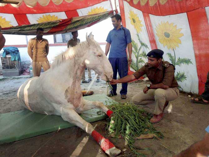 army doctors decided to amputate the hind leg of Shaktiman