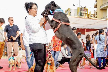 Dogs Fest 2016: There's a party for your canine, and you are invited too