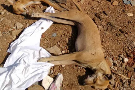 Over 20 stray dogs allegedly poisoned to death in Bhayandar