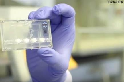 'Kidney on a chip' device enables safer drug dosing: Study