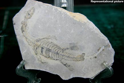 Meet the world's first plant-eating marine reptile