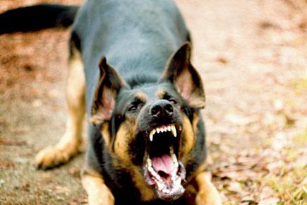 Braveheart! US military Alsatian dog takes on ISIS jihadis, saves Brit soldiers' lives
