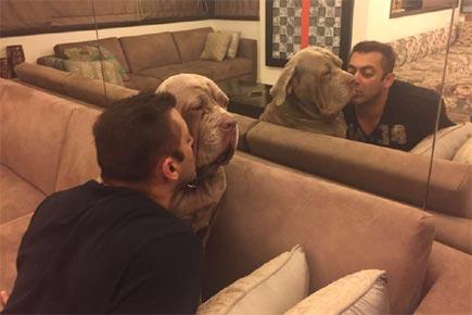 Have you seen this photo of 'Sultan' Salman Khan with his pet dog?