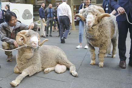 When tourists were awed by Merino sheep in Australia