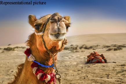 Kallo the camel has grand wedding in Madhya Pradesh