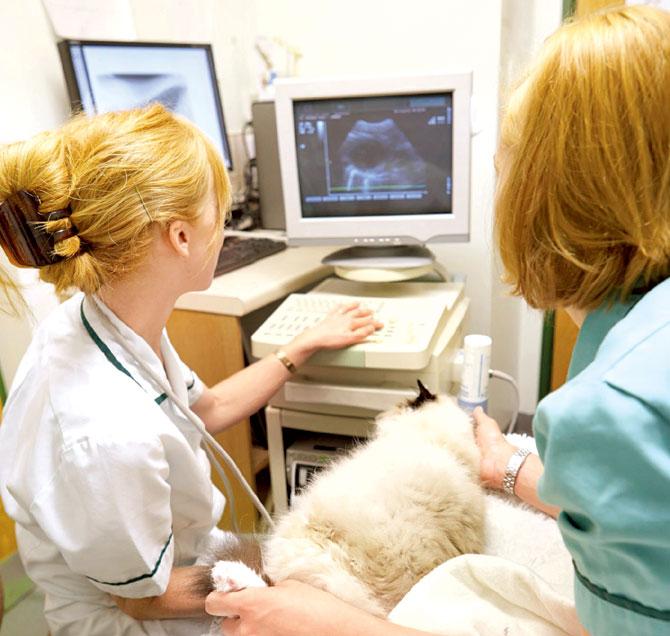 The government had been contemplating a move to get sonography machines for veterinary purpose registered, after a possibility of their misuse was brought to its notice. Pic for representation/thinkstock