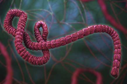 Ebola can persist in semen 9 months after recovery: Study