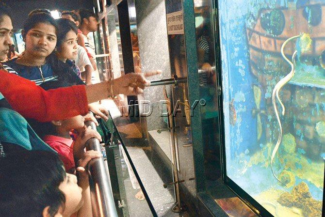 Curious visitors take in the sight of a sea snake, part of the new additions at the Taraporewala Aquarium