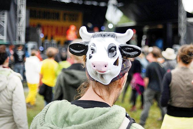 I intend to wear a cow mask while campaigning. All I need is a gimmick like that,  a few packets of milk and yoghurt for free distribution and I will have millions of deluded, sentimental fools eating out of my hand. Representation Pic/AFP
